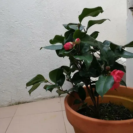 Ferienhaus Casinha Das Flores Espiche