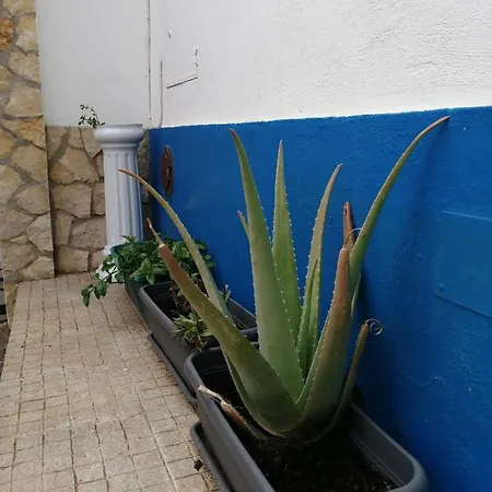 Casinha Das Flores *